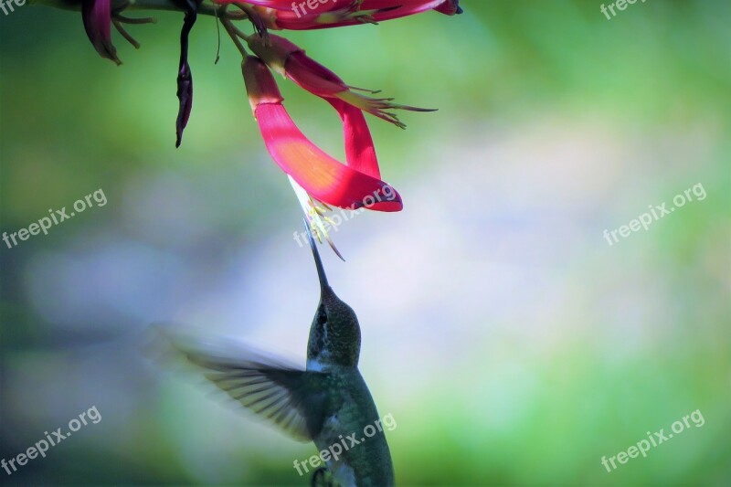 Bird Hummingbird Red Flower Feeding In Flight