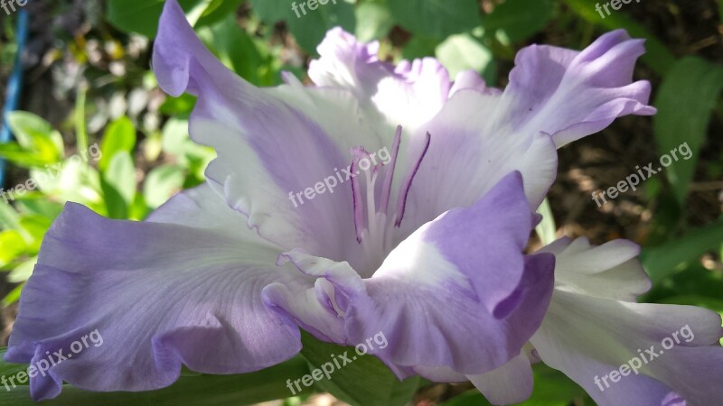 Gladiolus Orange Bright Flowers Summer