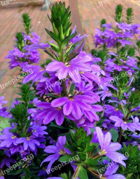 Flower Flowers Summer Purple Have