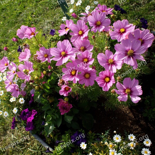 Cosmos Flower Plant Flower Decoration Pink