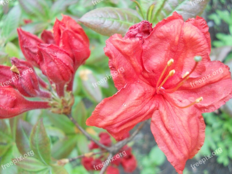 Flowering Plants Summer Botanical Garden Beauty Flora