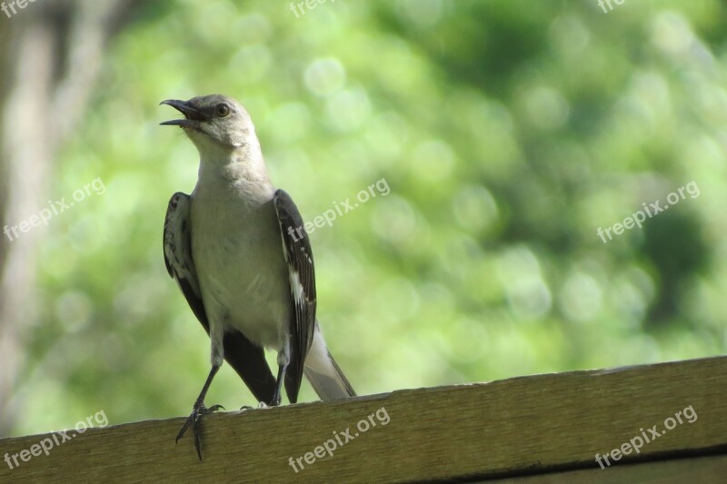 Bird Song Bird Mocking Bird Wildlife Free Photos