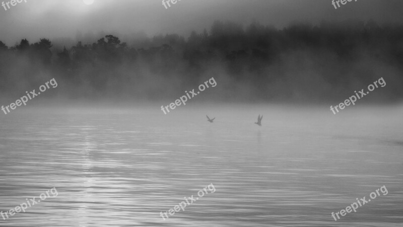 Mist B W Birds Water Trees