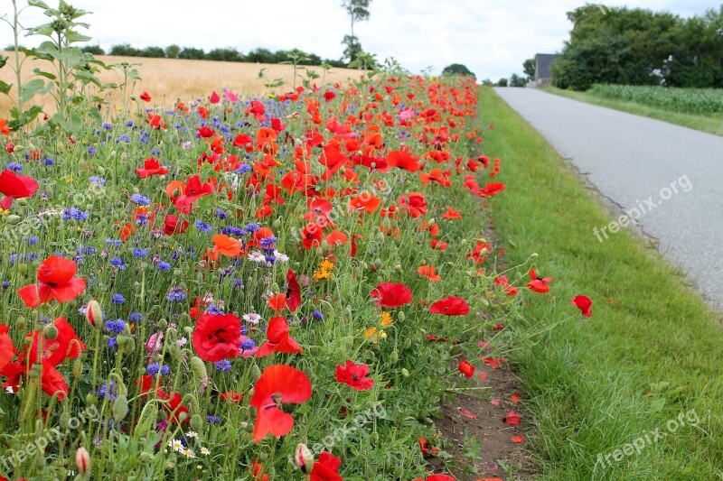 Roadside Flowers Denmark Natural Summer