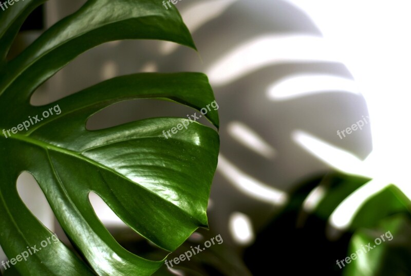 Sheet Plant Philodendron Shadow Free Photos