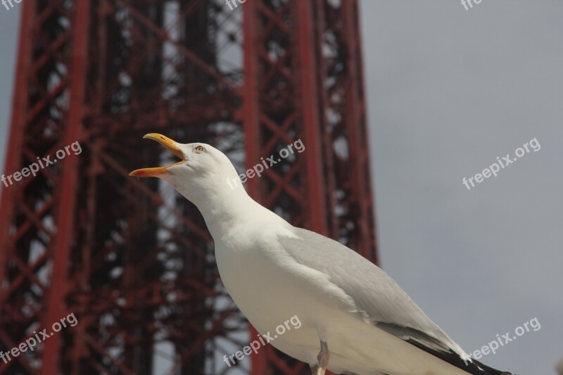 Bird Birdwatching Blackpool England Uk