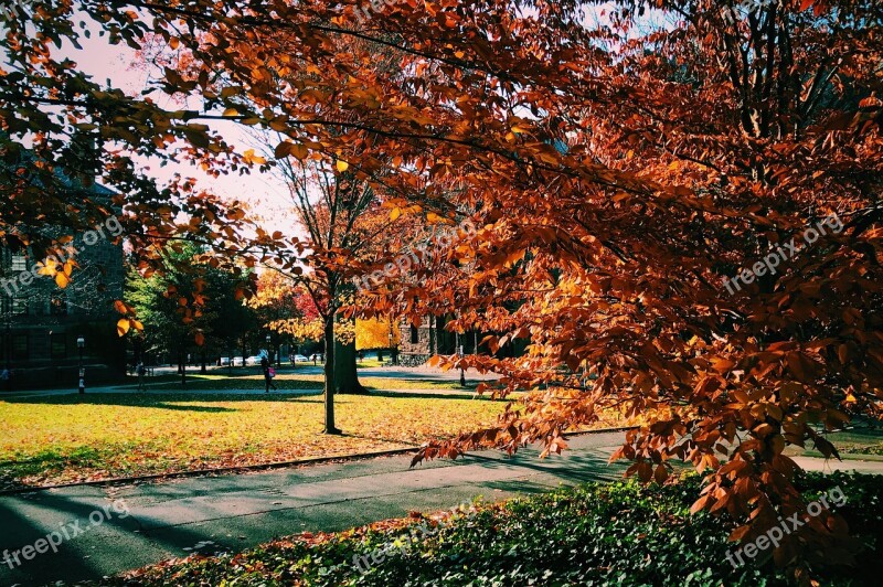 Tree Nature Campus Free Photos