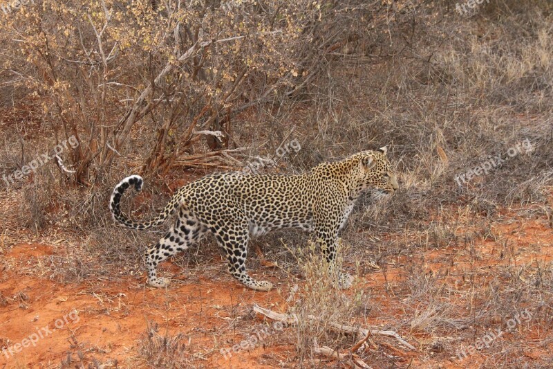 Leopard Nature Kenya Natural Free Photos