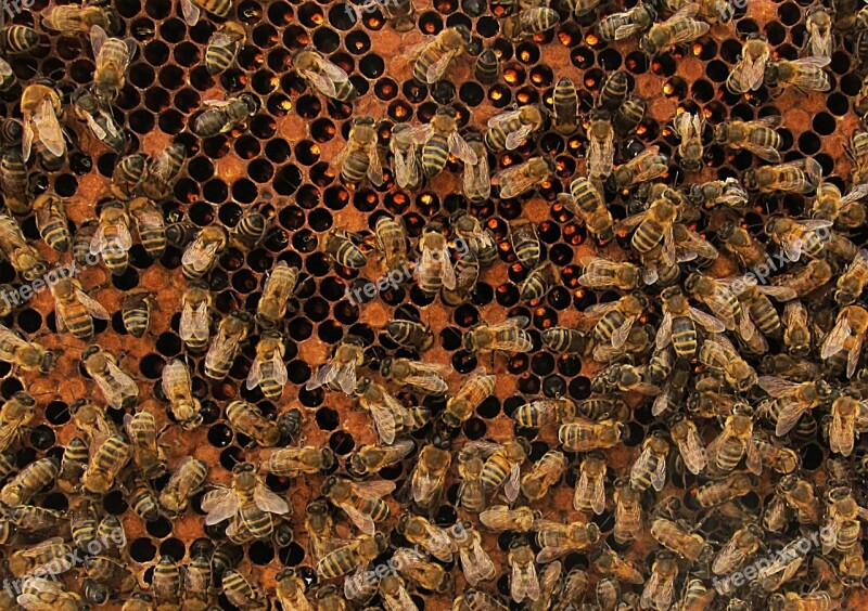 Bees Honey Honey Bee Colony Insect