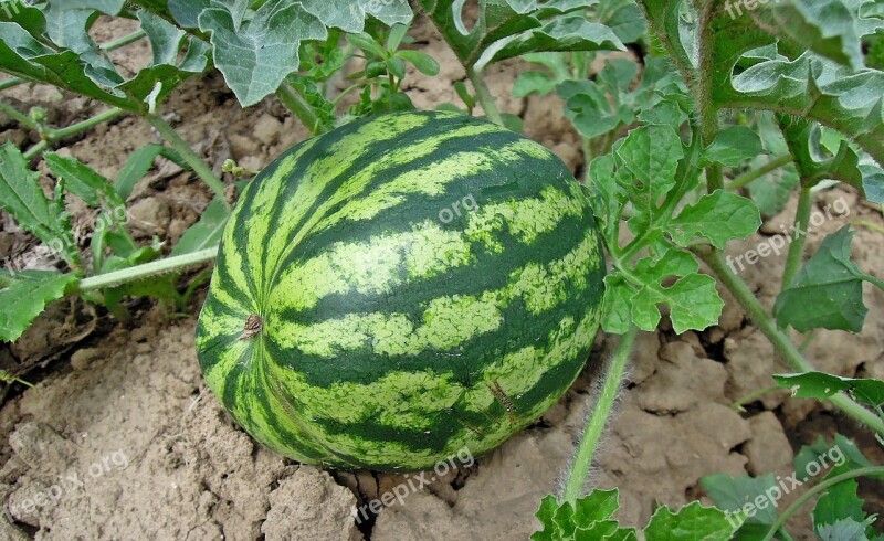 Melon Watermelon Fruit Healthy Food