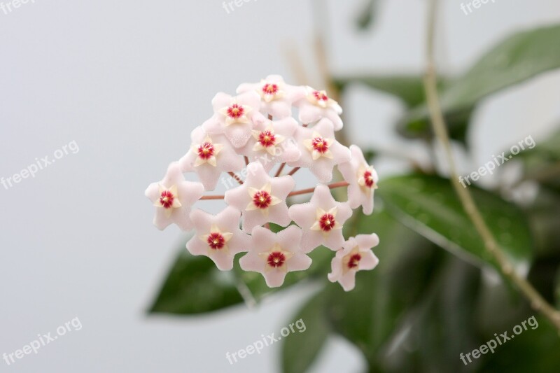 Blossom Bloom Flower Houseplant Close Up