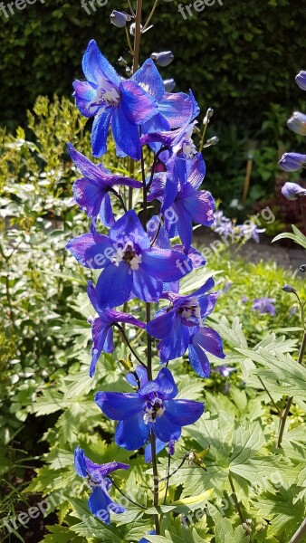 Garden Plant Larkspur Blue Summer