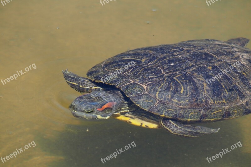 Water Turtle Nature Reptile Panzer On The Water