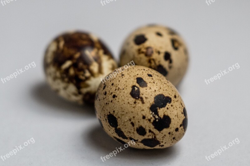 Egg White Quail Food Health