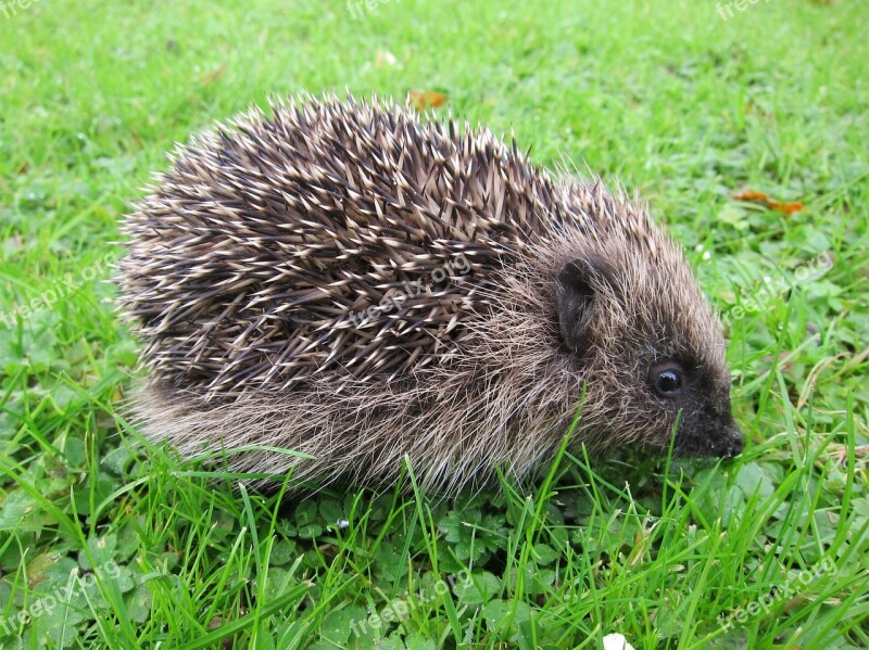 Hedgehog Baby Young Mammal Animal