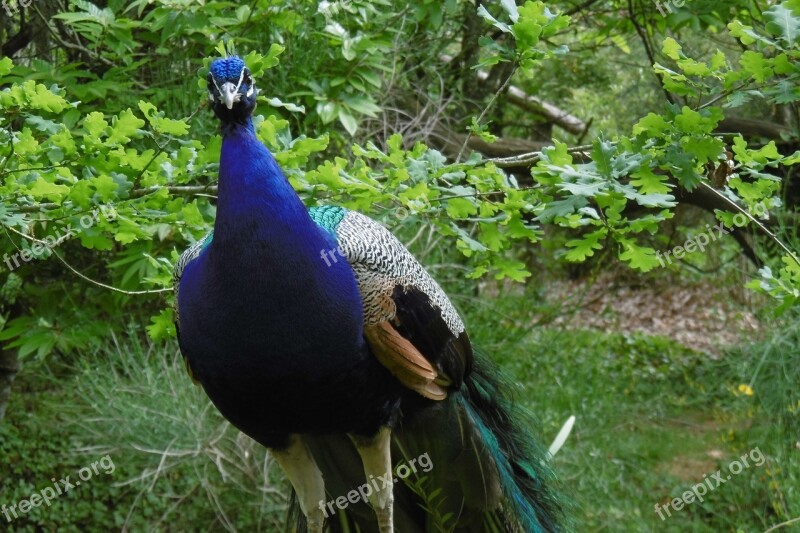 Peacock Animal Bird Nature Feathers