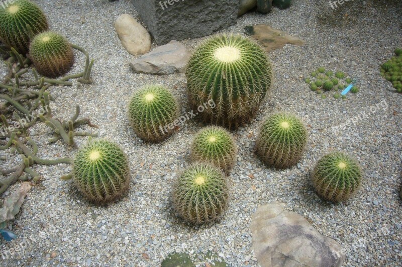 Cactus Special Good Looking Free Photos