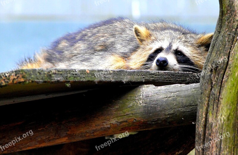 Raccoon Sweet Animal World Furry Wild Animal