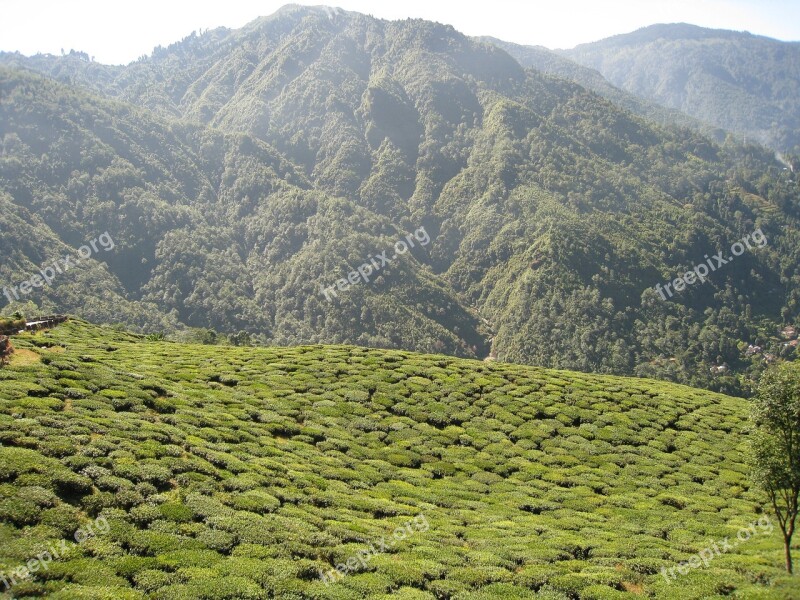 Tea Garden Darjeeling India Tea Garden