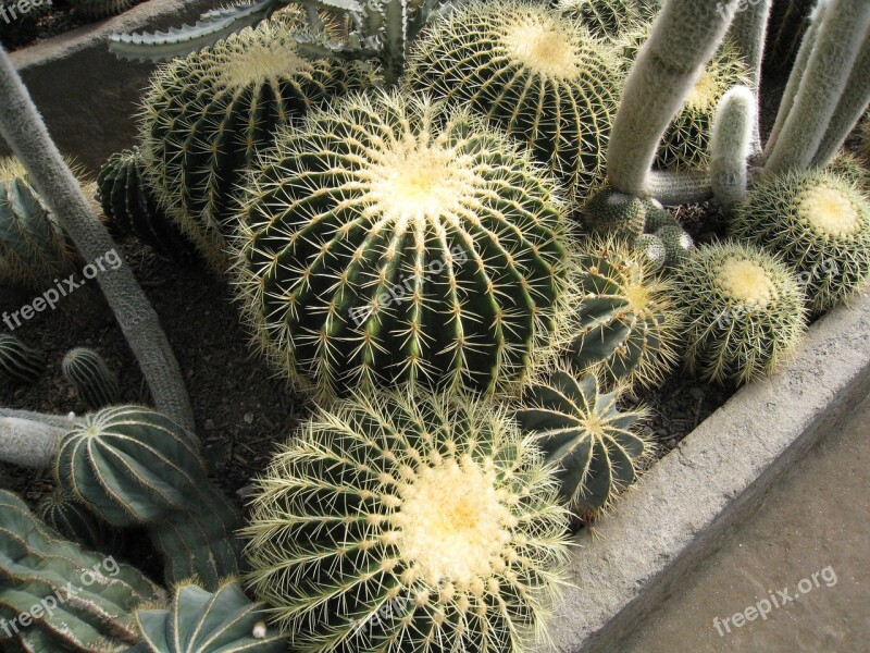 Cactus Desert Nature Plant Cacti