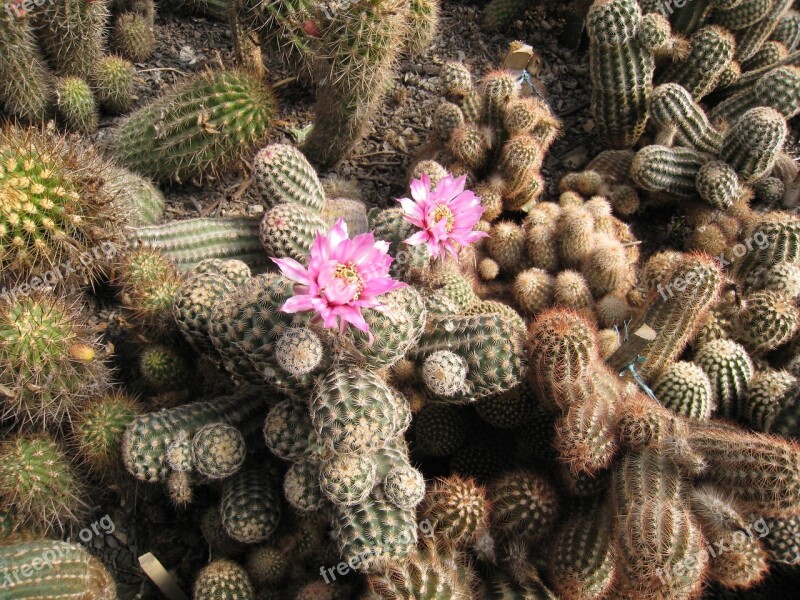 Cactus Flower Thorns Plant Garden