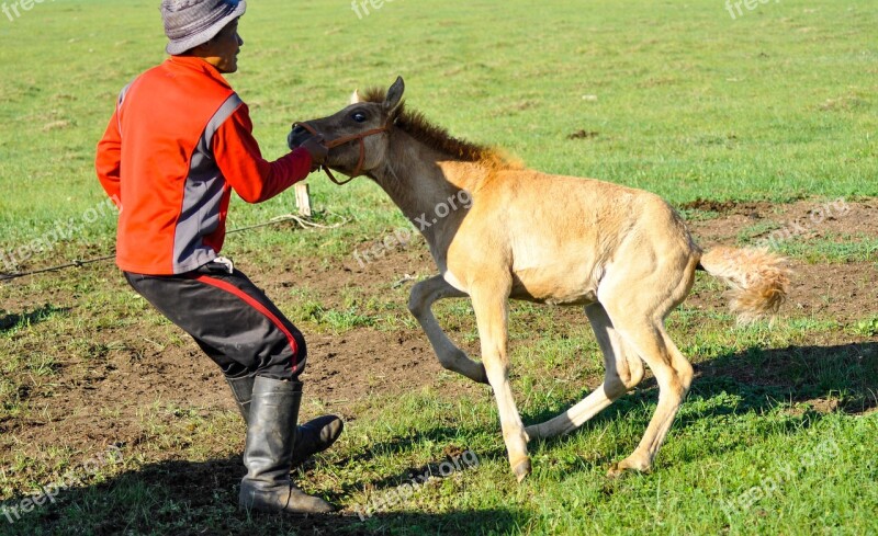 Foal Tame Struggle Horse Farm