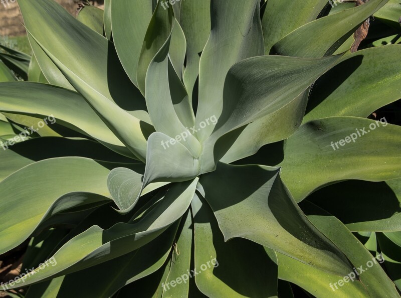 Succulent Green Spikes Pattern Foliage