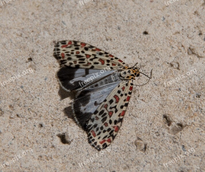 Moth Heliotrope Moth Utetheisa Pulchelloides Large Insect