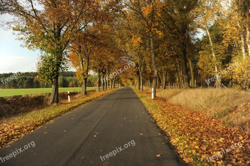 Landscape Autumn Golden Autumn Trees Fall Foliage