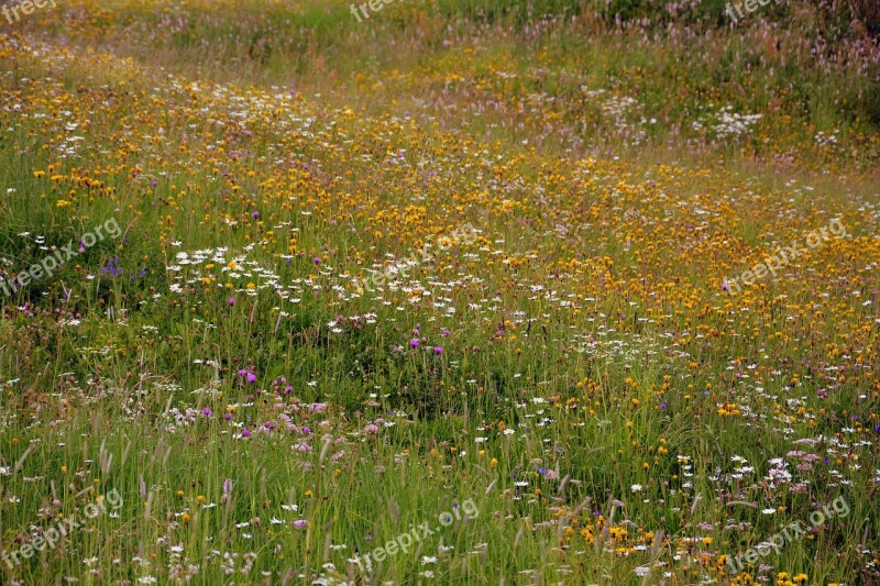 Prato Flowers Mountain Green Nature