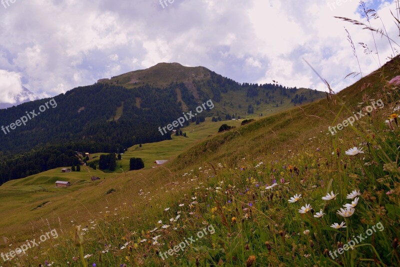 Prato Flowers Mountain Green Nature