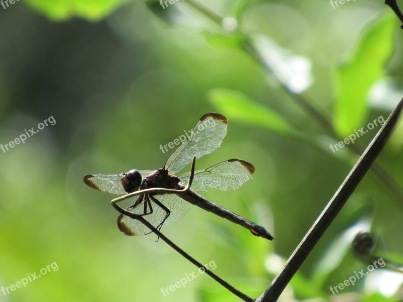 Dragonfly Twig Green Free Photos