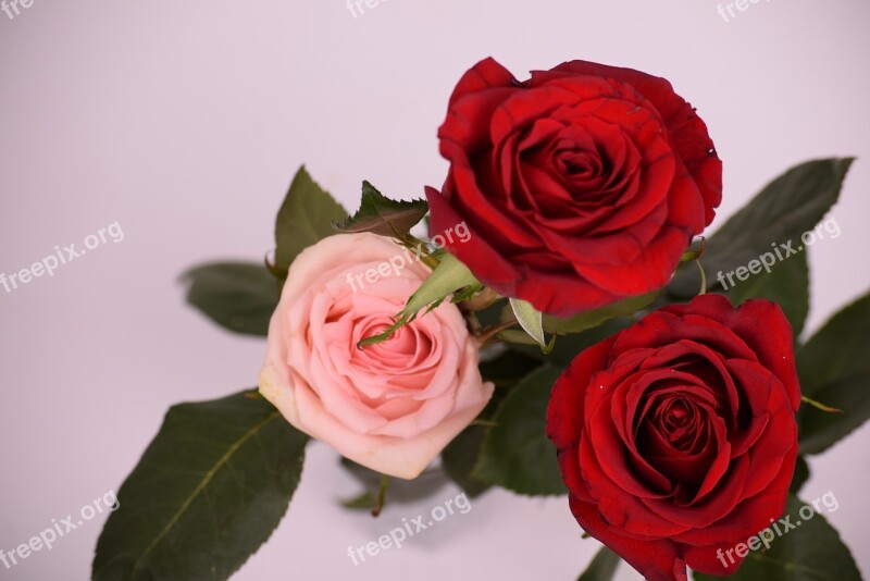 Roses Flower Red Rose Rose Red Roses