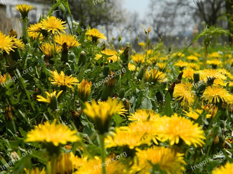 Dandelions Spring Flower Nature Greens