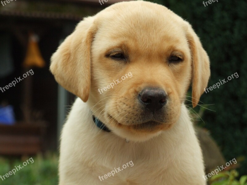 Labrador Retriever Puppy Head Yellow Dog