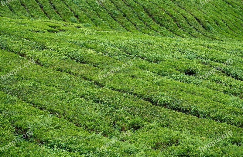 Tea Field Plant Tiny Tree Nature