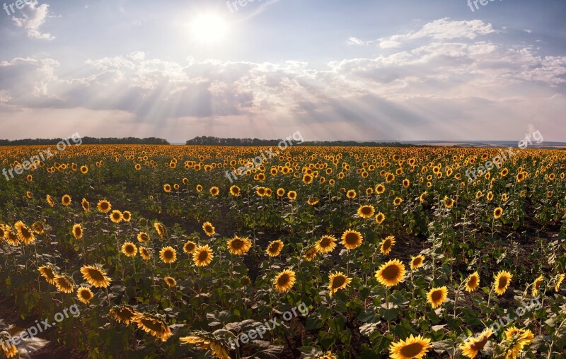 Sunflowers Landscape Summer Rays Spaces