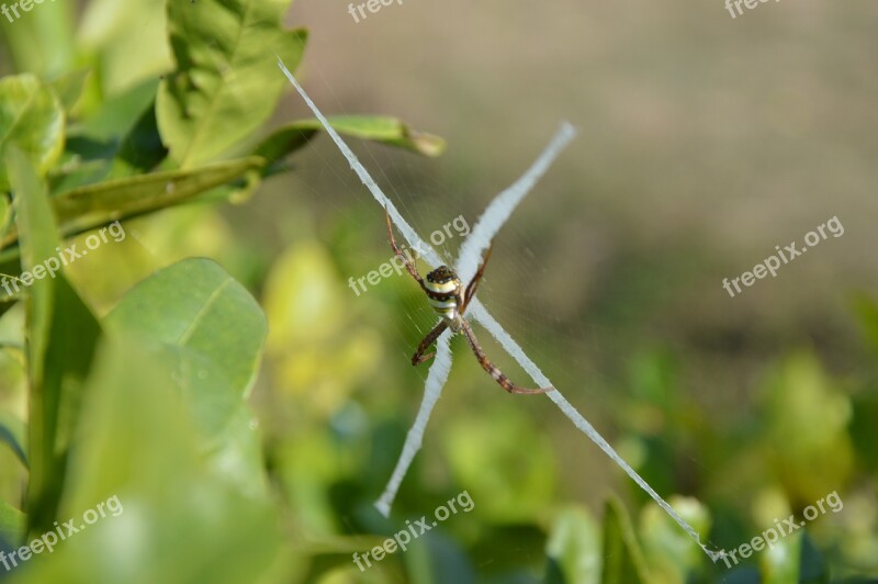 Spider Thailand Nature Insect Thai