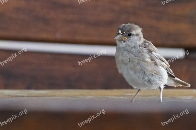 Sparrow Bird Sparrows Nature Animal