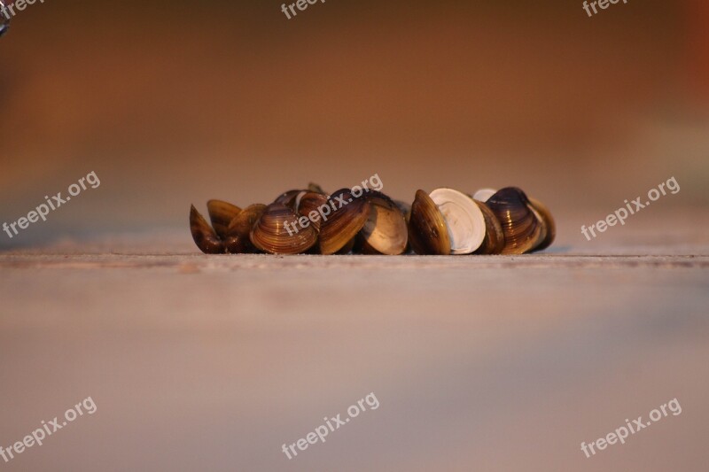 Seashell Sea Lake Water Shells