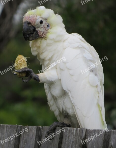 Juvenile Sulphur-crested Cockatoos Cacatua Galerita Fauna Birds Avian