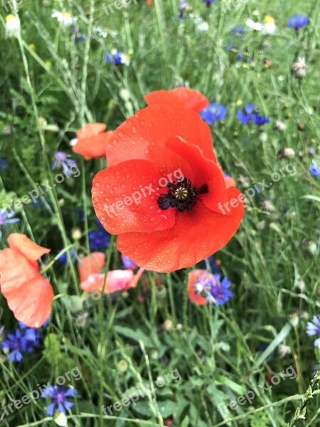 Nature Of Course Plant Field Of Poppies Poppy