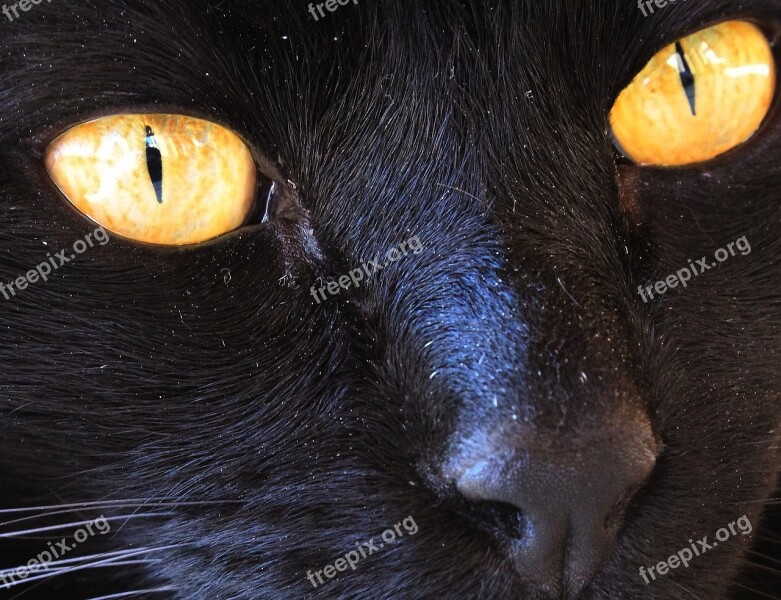 Black Cat Cat Yellow Eyes Free Photos