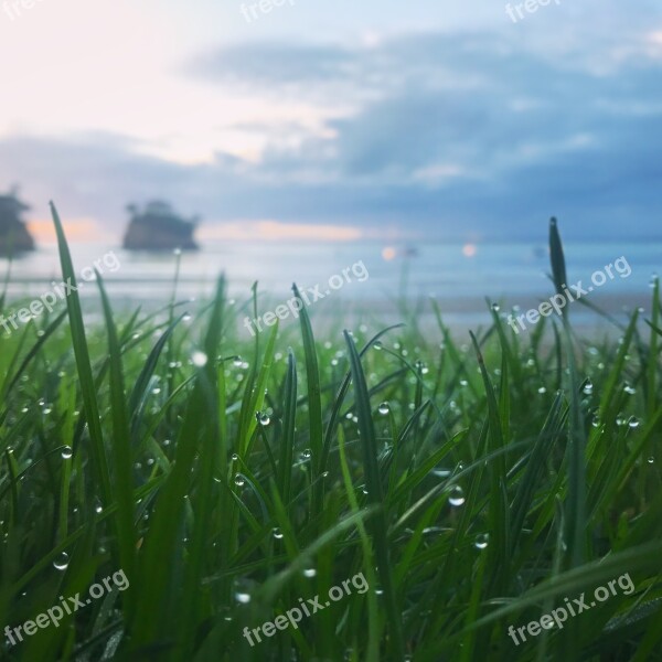 The Morning Dew Lawn Grass Asahi Sea