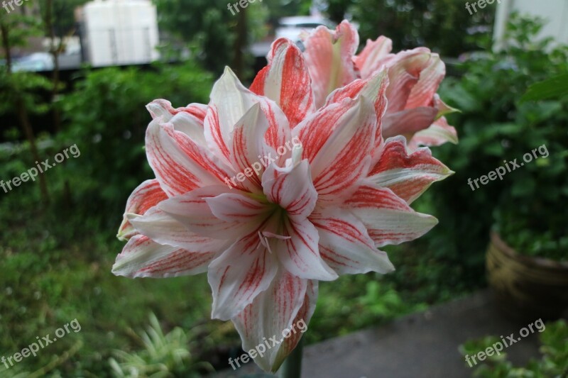 Flowers Red And White Plant Free Photos