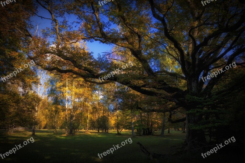 Forest Weird Nature Trees Dark