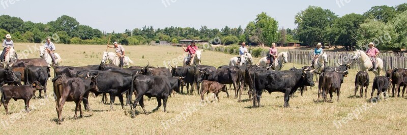 Windmill Gard Manade Bilhau Camargue Bulls Gardians