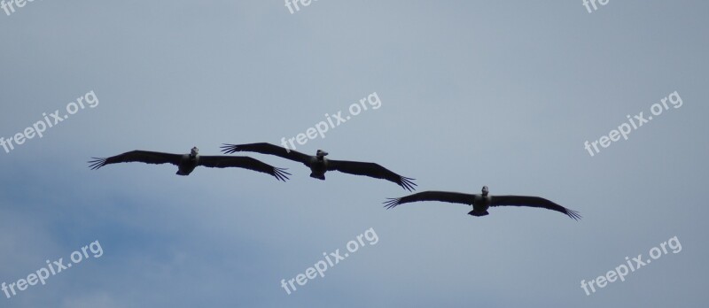 Nature Pelicans Sea Bonaventure Colombia