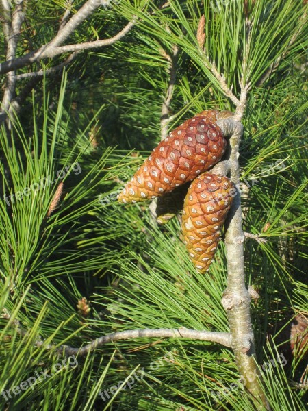 Plant Pine Pine Cone Tree Nature