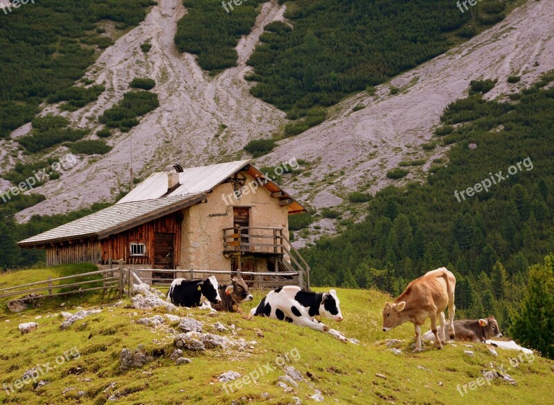 Baita Cow Pasture Cows Stable